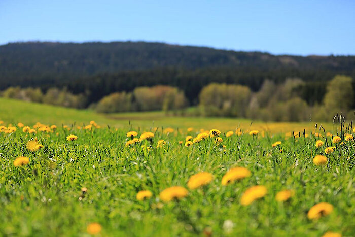 Urlaub im Bayerischen Wald